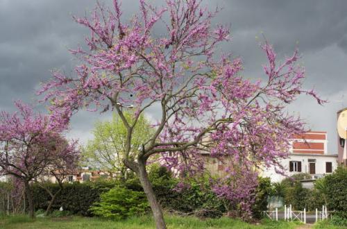 Roma, aprile 2017 - Parco Giordano Sangalli Quartiere Torpignattara