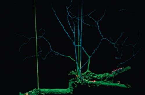 Veronica Montanino - Trapezio