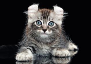 American Curl al SuperCat Show 2025 American Curl al SuperCat Show 2025