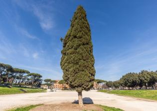 Cipresso del Circo Massimo@Davide Palmieri Cipresso del Circo Massimo@Davide Palmieri