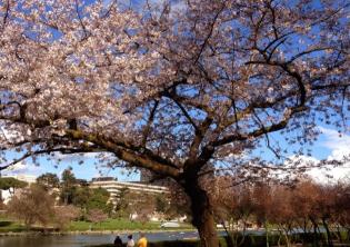Hanami - Fioritura dei Sakura (Ciliegi giapponesi) all'Eur-Foto: sito ufficiale turismoroma