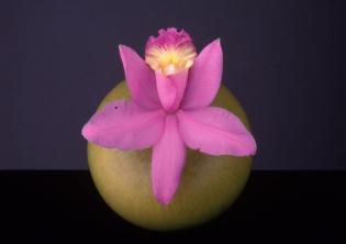 Orchid, 1987 © Robert Mapplethorpe Foundation. Used by permission.jpg Orchid, 1987 © Robert Mapplethorpe Foundation. Used by permission.jpg