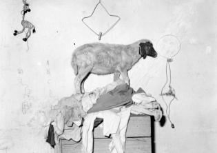 Roger Ballen, Sheep on cupboard, 2003