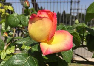 Apertura autunnale Roseto comunale